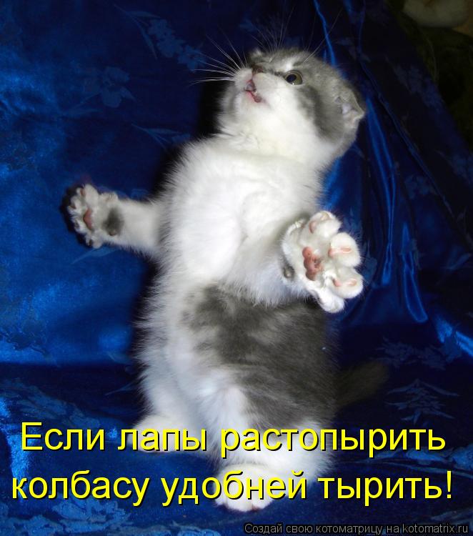 Если лапы растопырить колбасу удобней тырить!... Котоматрица: Если лапы растопырить колбасу удобней тырить!