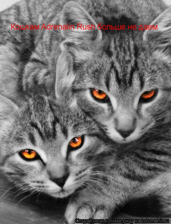 Кошкам Adrenalin Rush больше не даем... Котоматрица: Кошкам Adrenalin Rush больше не даем