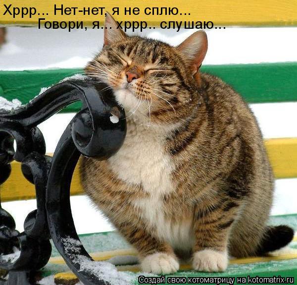 Хррр... Нет-нет, я не сплю... Говори, я... хррр.. слушаю...... Котоматрица: Хррр... Нет-нет, я не сплю... Говори, я... хррр.. слушаю...