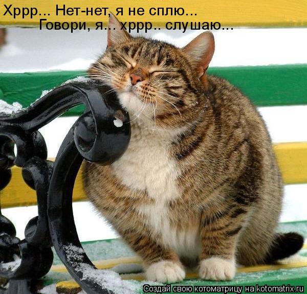 Котоматрица: Хррр... Нет-нет, я не сплю... Говори, я... хррр.. слушаю...