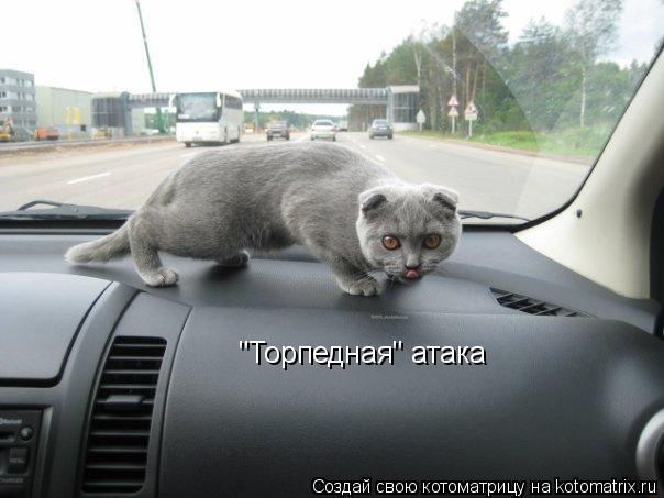"Торпедная" атака... Котоматрица: "Торпедная" атака