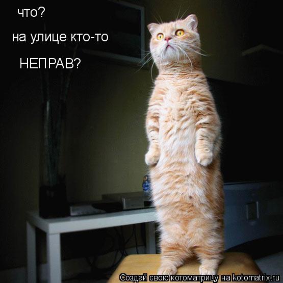 что? на улице кто-то НЕПРАВ?... Котоматрица: что? на улице кто-то НЕПРАВ?