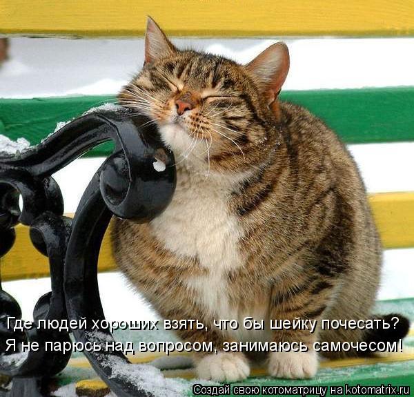Где людей хороших взять, что бы шейку почесать? Я не парюсь над вопросом, занимаюсь самочесом!... Котоматрица: Где людей хороших взять, что бы шейку почесать? Я не парюсь над вопросом, занимаюсь самочесом!