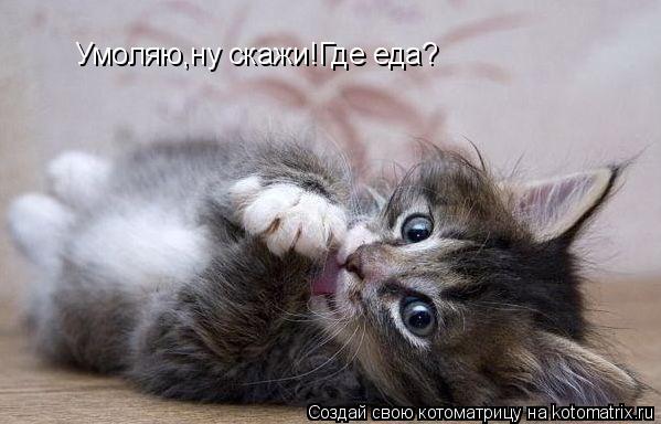 Умоляю,ну скажи!Где еда?... Котоматрица: Умоляю,ну скажи!Где еда?