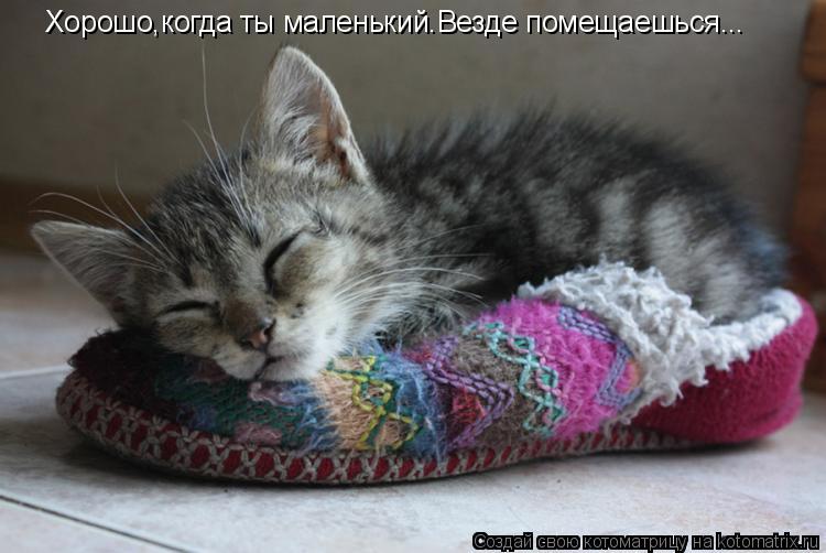Хорошо,когда ты маленький.Везде помещаешься...... Котоматрица: Хорошо,когда ты маленький.Везде помещаешься...