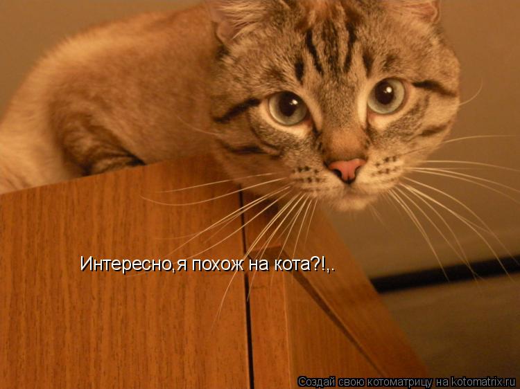 Интересно,я похож на кота?!,.... Котоматрица: Интересно,я похож на кота?!,.