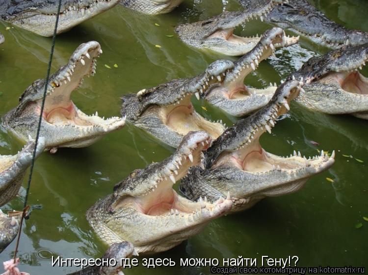 Интересно где здесь можно найти Гену!?... Котоматрица: Интересно где здесь можно найти Гену!?