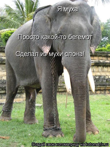 Я муха Просто какой-то бегемот Сделал из мухи слона!... Котоматрица: Я муха Просто какой-то бегемот Сделал из мухи слона!