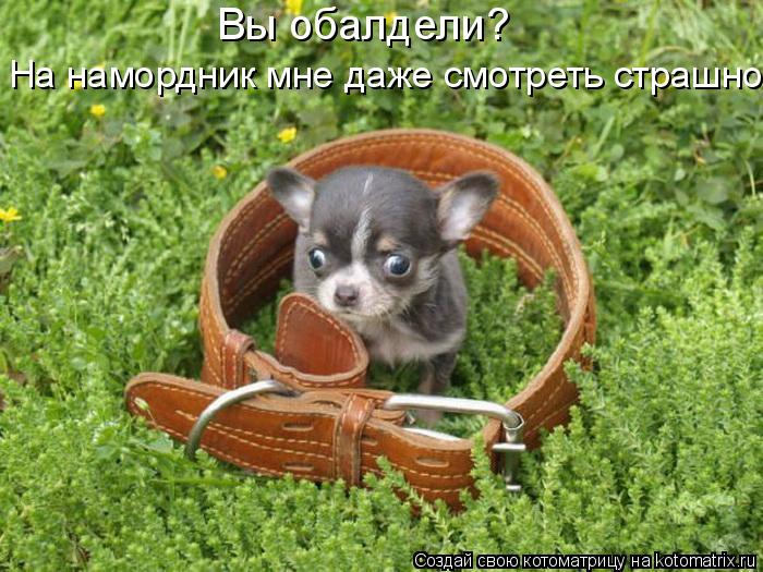 Вы обалдели? На намордник мне даже смотреть страшно.... Котоматрица: Вы обалдели? На намордник мне даже смотреть страшно.