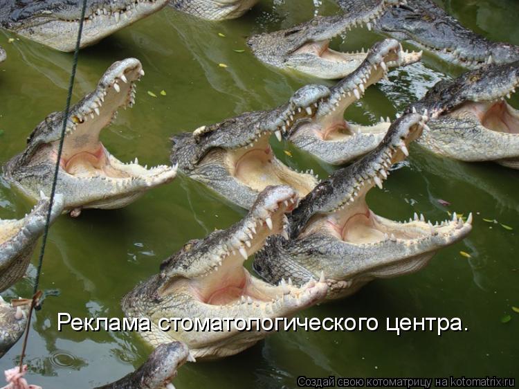 Реклама стоматологического центра.... Котоматрица: Реклама стоматологического центра.