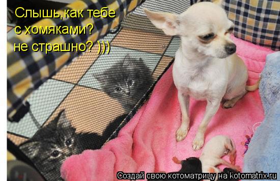 Слышь,как тебе с хомяками? не страшно? )))... Котоматрица: Слышь,как тебе с хомяками? не страшно? )))