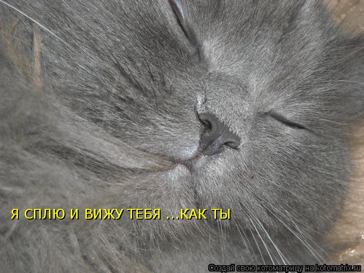 Я СПЛЮ И ВИЖУ ТЕБЯ ... Я СПЛЮ И ВИЖУ ТЕБЯ ...КАК ТЫ... Котоматрица: Я СПЛЮ И ВИЖУ ТЕБЯ ... Я СПЛЮ И ВИЖУ ТЕБЯ ...КАК ТЫ