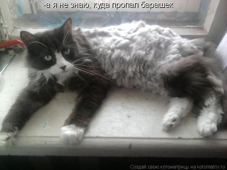 -а я не знаю, куда пропал барашек... Котоматрица: -а я не знаю, куда пропал барашек