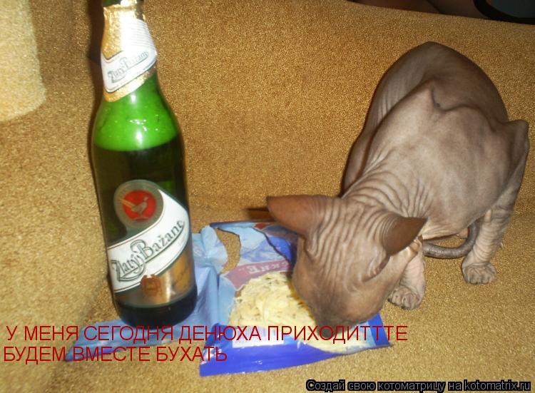 У МЕНЯ СЕГОДНЯ ДЕНЮХА ПРИХОДИТТТЕ БУДЕМ ВМЕСТЕ БУХАТЬ... Котоматрица: У МЕНЯ СЕГОДНЯ ДЕНЮХА ПРИХОДИТТТЕ БУДЕМ ВМЕСТЕ БУХАТЬ