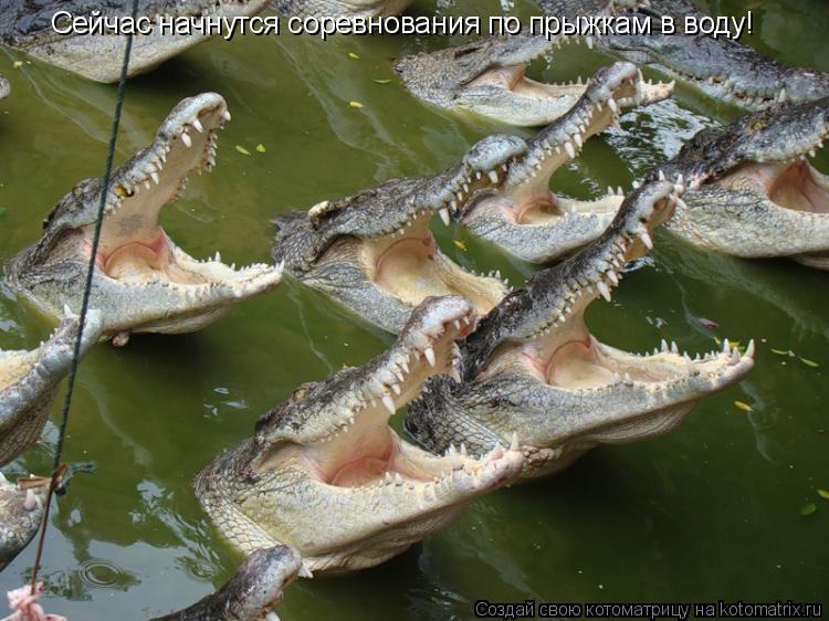 Сейчас начнутся соревнования по прыжкам в воду!... Котоматрица: Сейчас начнутся соревнования по прыжкам в воду!