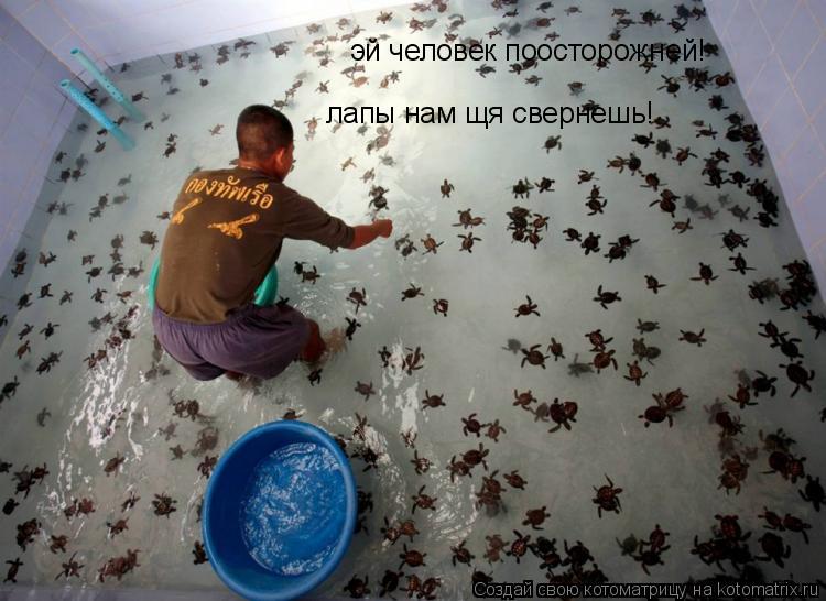 эй человек поосторожней! лапы нам щя свернешь!... Котоматрица: эй человек поосторожней! лапы нам щя свернешь!