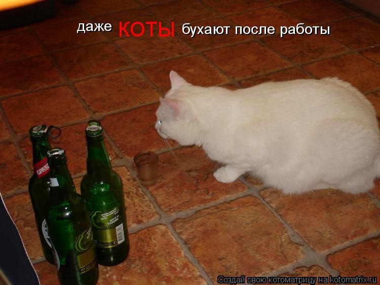 даже КОТЫ бухают после работы... Котоматрица: даже КОТЫ бухают после работы