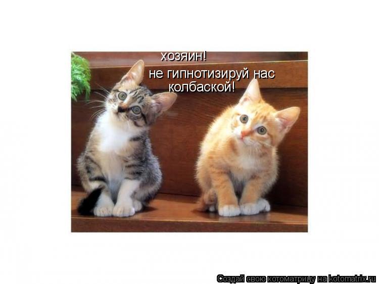 хозяин! не гипнотизируй нас колбаской!... Котоматрица: хозяин! не гипнотизируй нас колбаской!