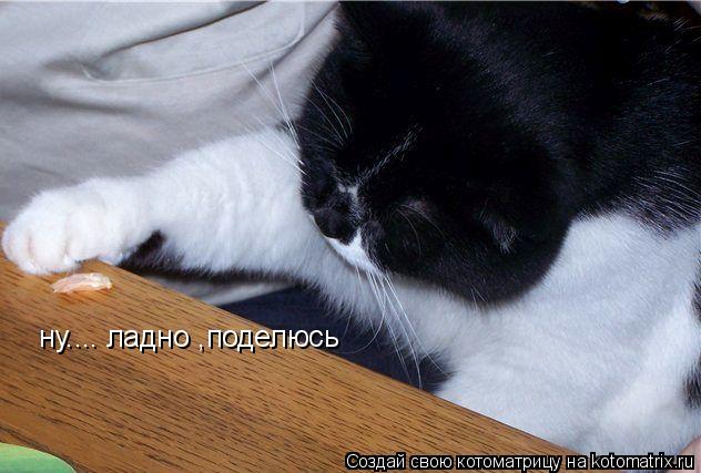 ну.... ну.... ладно ,поделюсь... Котоматрица: ну.... ну.... ладно ,поделюсь