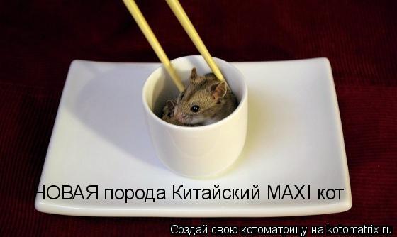 НОВАЯ порода Китайский MAXI кот... Котоматрица: НОВАЯ порода Китайский MAXI кот