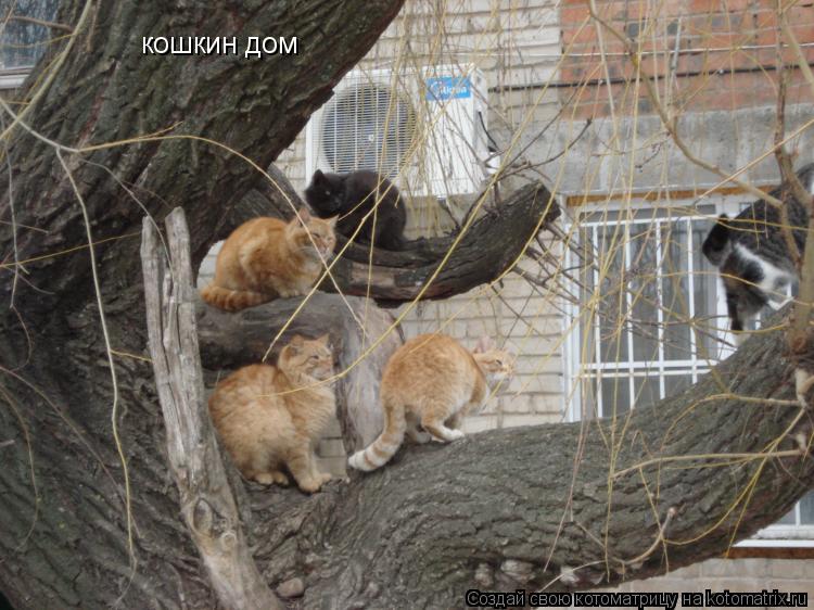 кошкин дом... Котоматрица: кошкин дом