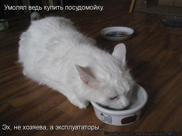 Умолял ведь купить посудомойку. Эх, не хозяева, а эксплуататоры...... Котоматрица: Умолял ведь купить посудомойку. Эх, не хозяева, а эксплуататоры...