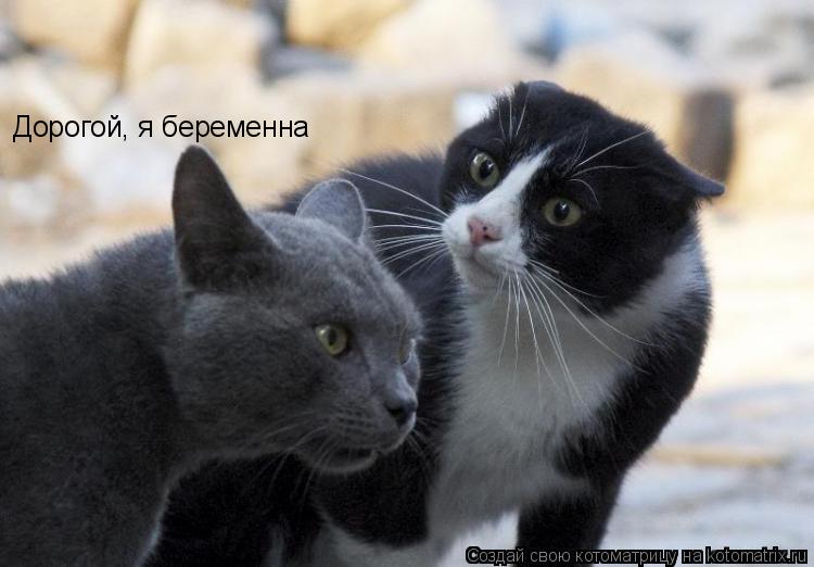 Дорогой, я беременна... Котоматрица: Дорогой, я беременна