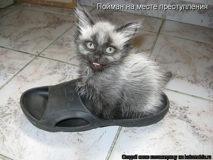 Пойман на месте преступления... Котоматрица: Пойман на месте преступления