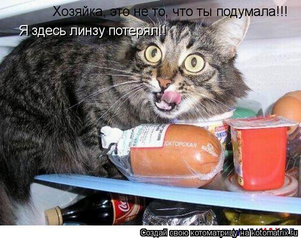 Хозяйка, это не то, что ты подумала!!! Я здесь линзу потерял!!... Котоматрица: Хозяйка, это не то, что ты подумала!!! Я здесь линзу потерял!!