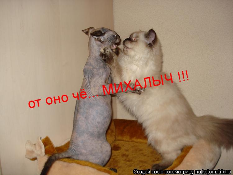 от оно чё... МИХАЛЫЧ !!!... Котоматрица: от оно чё... МИХАЛЫЧ !!!