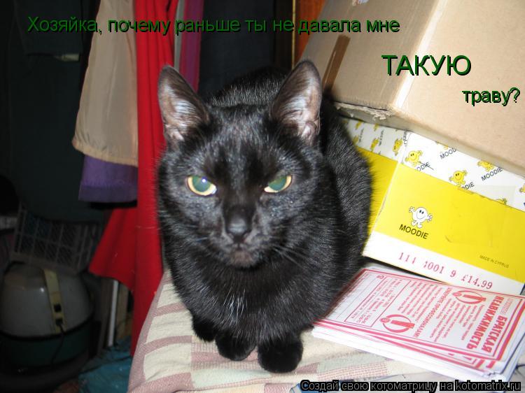 ТАКУЮ траву? Хозяйка, почему раньше ты не давала мне... Котоматрица: ТАКУЮ траву? Хозяйка, почему раньше ты не давала мне