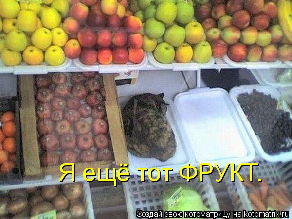 Я ещё тот ФРУКТ.... Котоматрица: Я ещё тот ФРУКТ.