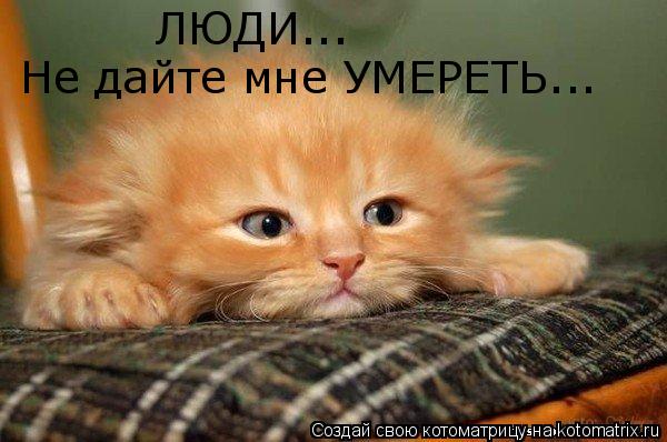 Не дайте мне УМЕРЕТЬ... ЛЮДИ...... Котоматрица: Не дайте мне УМЕРЕТЬ... ЛЮДИ...