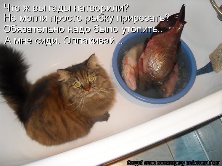 Что ж вы гады натворили? Не могли просто рыбку прирезать? Обязательно надо было утопить.. А мне сиди.... Котоматрица: Что ж вы гады натворили? Не могли просто рыбку прирезать? Обязательно надо было утопить.. А мне сиди. Оплакивай...