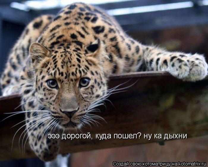 эээ дорогой, куда пошел? ну ка дыхни... Котоматрица: эээ дорогой, куда пошел? ну ка дыхни