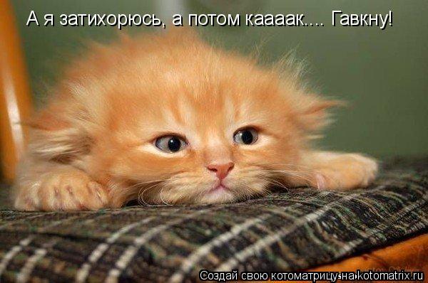 А я затихорюсь, а потом каааак.... Гавкну!... Котоматрица: А я затихорюсь, а потом каааак.... Гавкну!