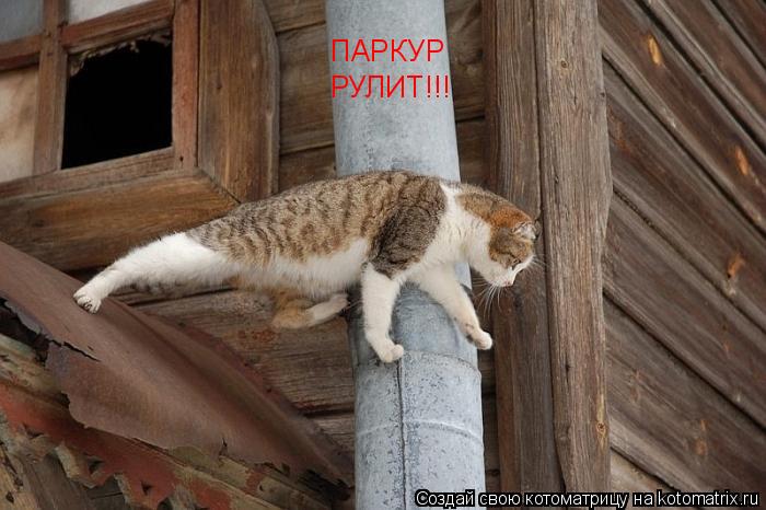 ПАРКУР РУЛИТ!!!... Котоматрица: ПАРКУР РУЛИТ!!!