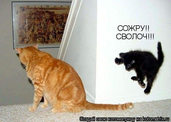 СОЖРУ!! СВОЛОЧ!!!... Котоматрица: СОЖРУ!! СВОЛОЧ!!!