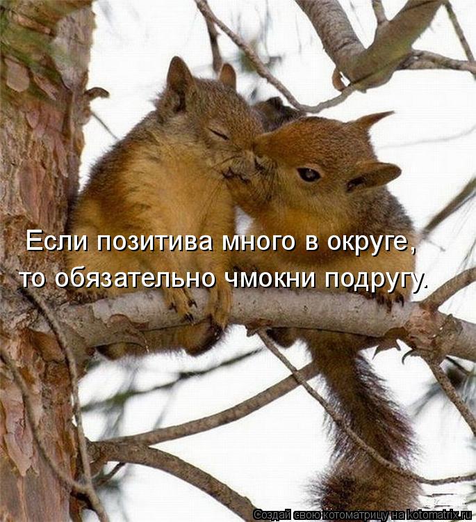 Если позитива много в округе, то обязательно чмокни подругу.... Котоматрица: Если позитива много в округе, то обязательно чмокни подругу.