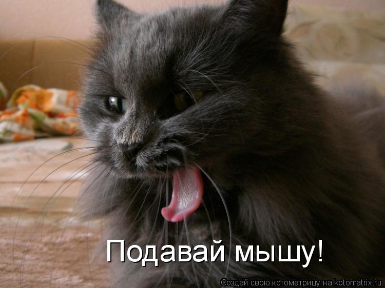 Подавай мышу!... Котоматрица: Подавай мышу!