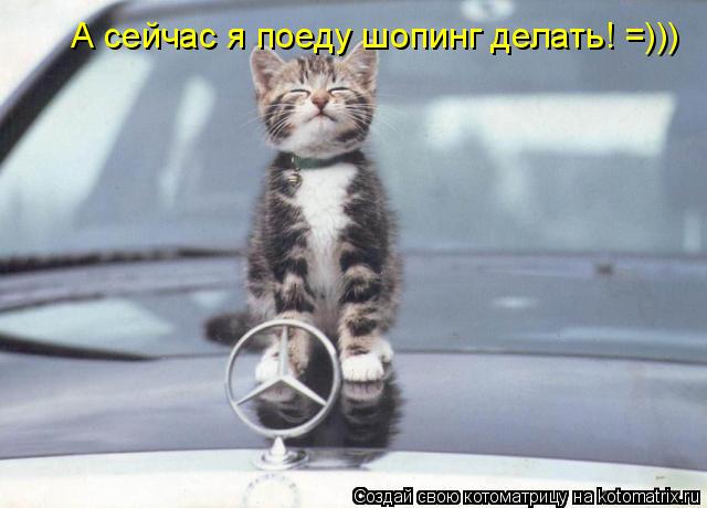 А сейчас я поеду шопинг делать! =)))... Котоматрица: А сейчас я поеду шопинг делать! =)))