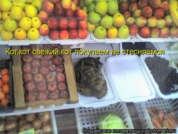 Кот,кот свежий кот покупаем не стесняемся... Котоматрица: Кот,кот свежий кот покупаем не стесняемся