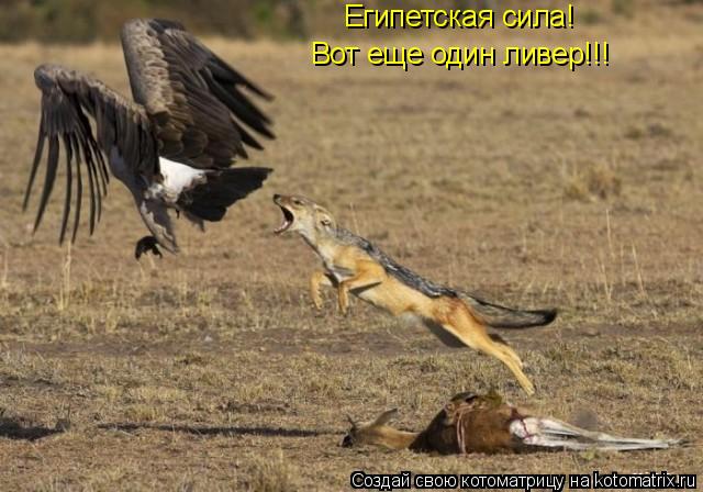 Египетская сила! Вот еще один ливер!!!... Котоматрица: Египетская сила! Вот еще один ливер!!!