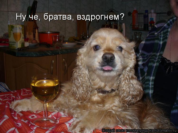 Ну че, братва, вздрогнем?... Котоматрица: Ну че, братва, вздрогнем?