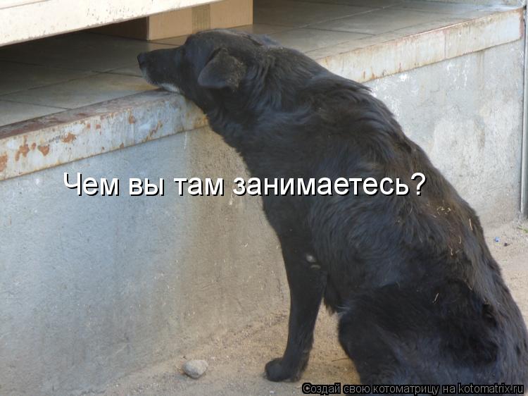 Чем вы там занимаетесь?... Котоматрица: Чем вы там занимаетесь?