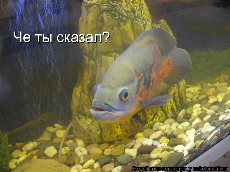 Че ты сказал?... Котоматрица: Че ты сказал?