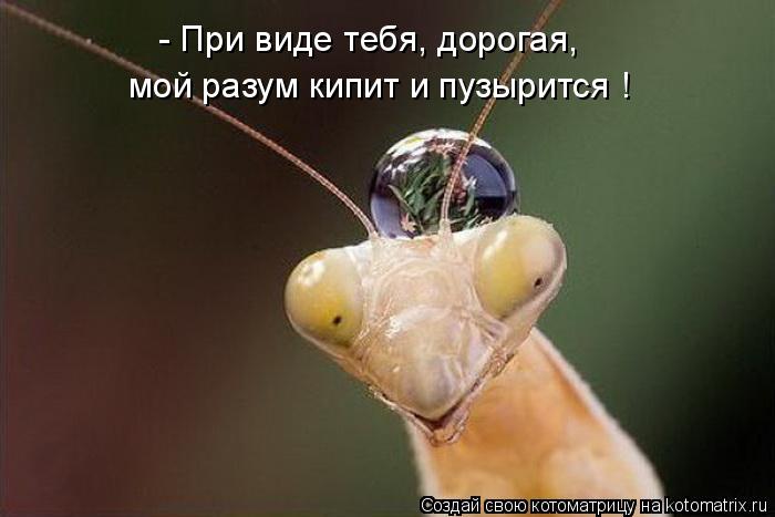 мой разум кипит и пузырится ! - При виде тебя, дорогая,... Котоматрица: мой разум кипит и пузырится ! - При виде тебя, дорогая,