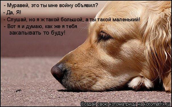 - Муравей, это ты мне войну объявил? - Да, Я! - Слушай, но я ж такой большой, а ты такой маленький! -... Котоматрица: - Муравей, это ты мне войну объявил? - Да, Я! - Слушай, но я ж такой большой, а ты такой маленький! - Вот я и думаю, как же я тебя закапывать то буду