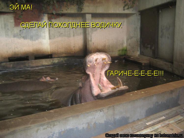 ЭЙ МА! СДЕЛАЙ ПОХОЛДНЕЕ ВОДИЧКУ , ГАРИЧЕ-Е-Е-Е-Е!!!... Котоматрица: ЭЙ МА! СДЕЛАЙ ПОХОЛДНЕЕ ВОДИЧКУ , ГАРИЧЕ-Е-Е-Е-Е!!!