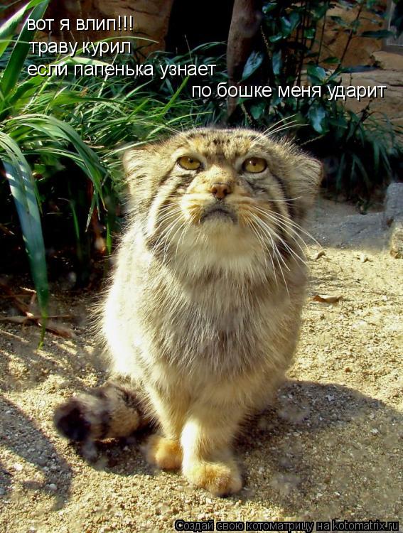 вот я влип!!! траву курил если папенька узнает по бошке меня ударит... Котоматрица: вот я влип!!! траву курил если папенька узнает по бошке меня ударит